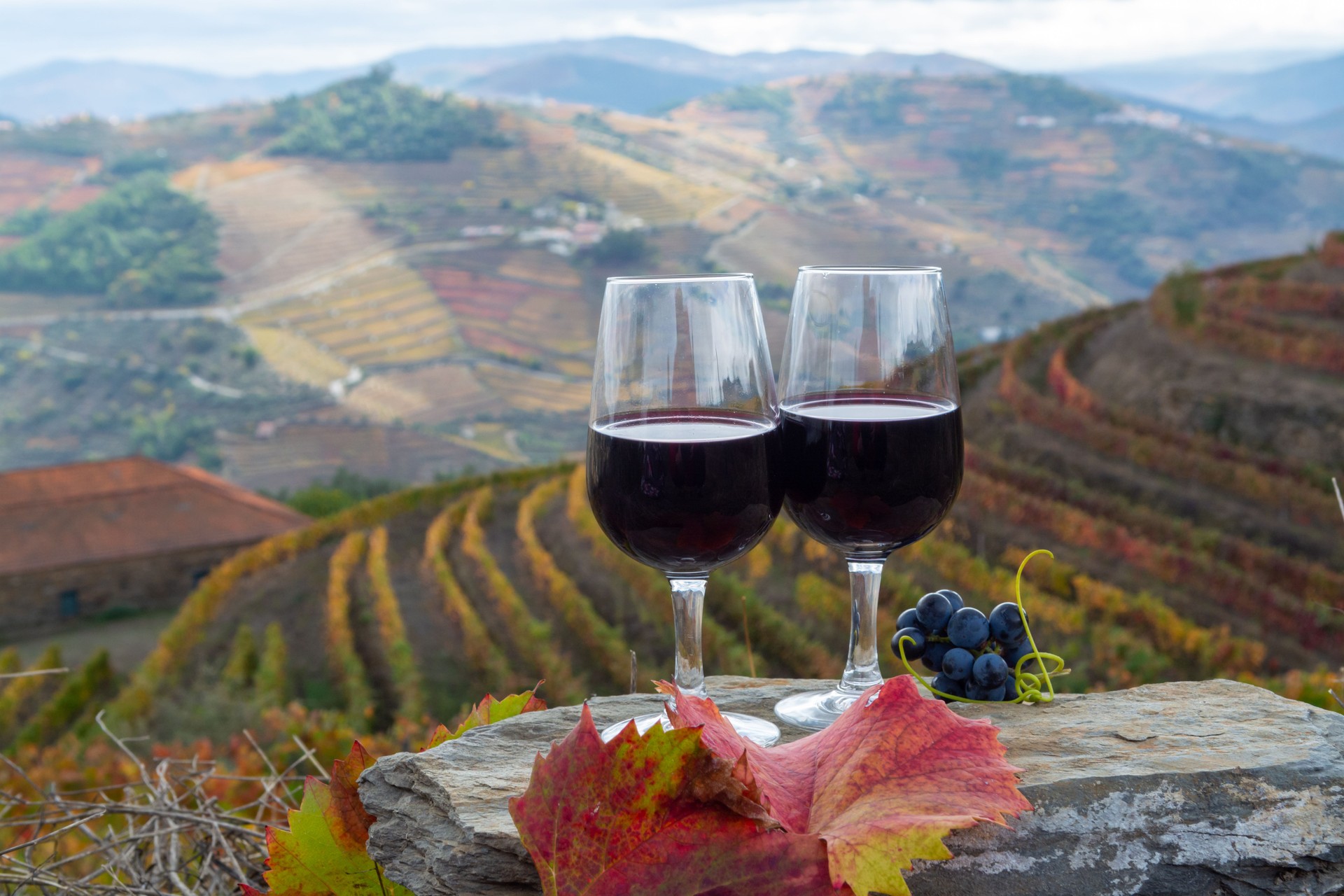 Tasting of Portuguese fortified port wine, produced in Douro Valley with colorful terraced vineyards on background in autumn, Portugal