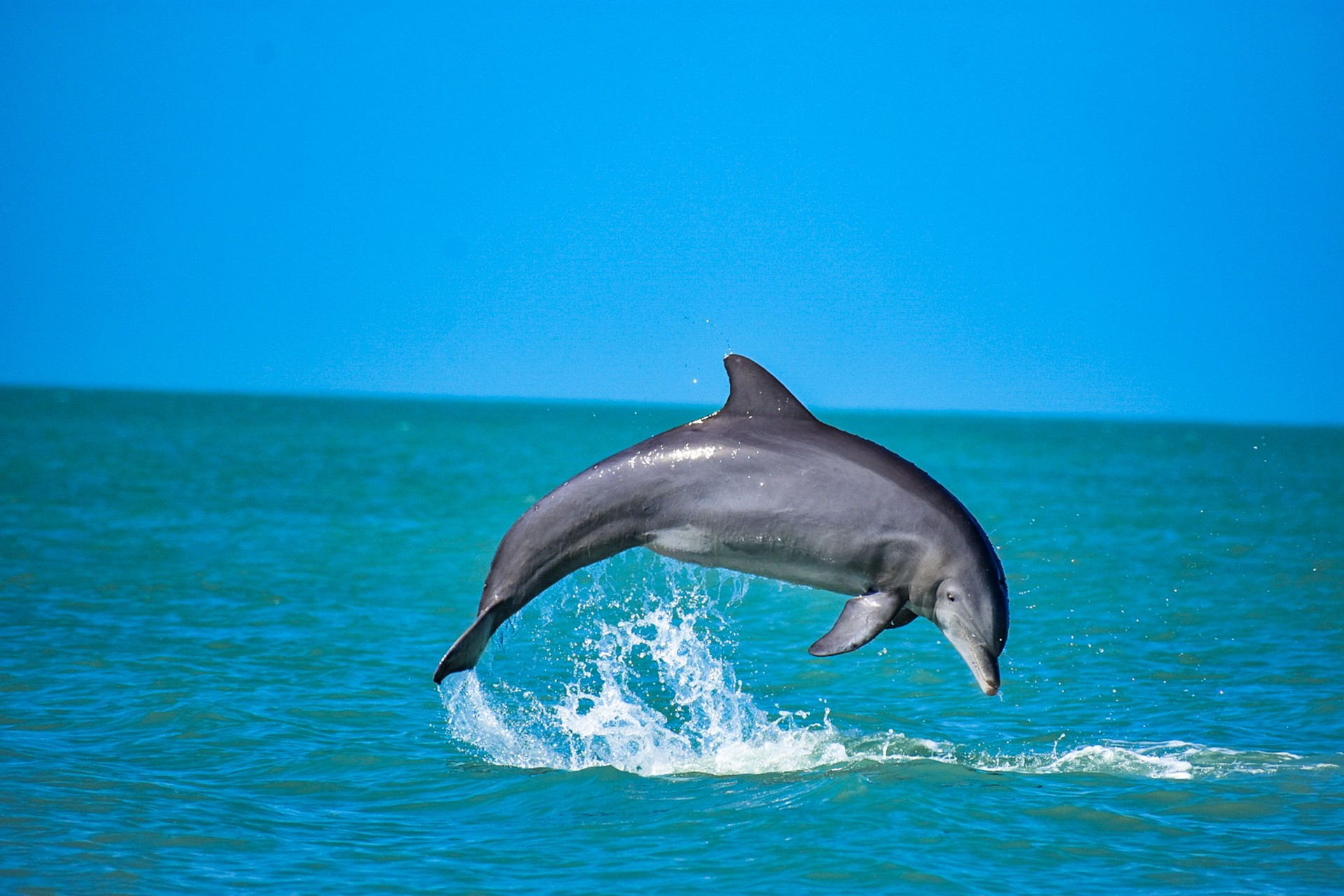 View Of A Dolphin In The Sea