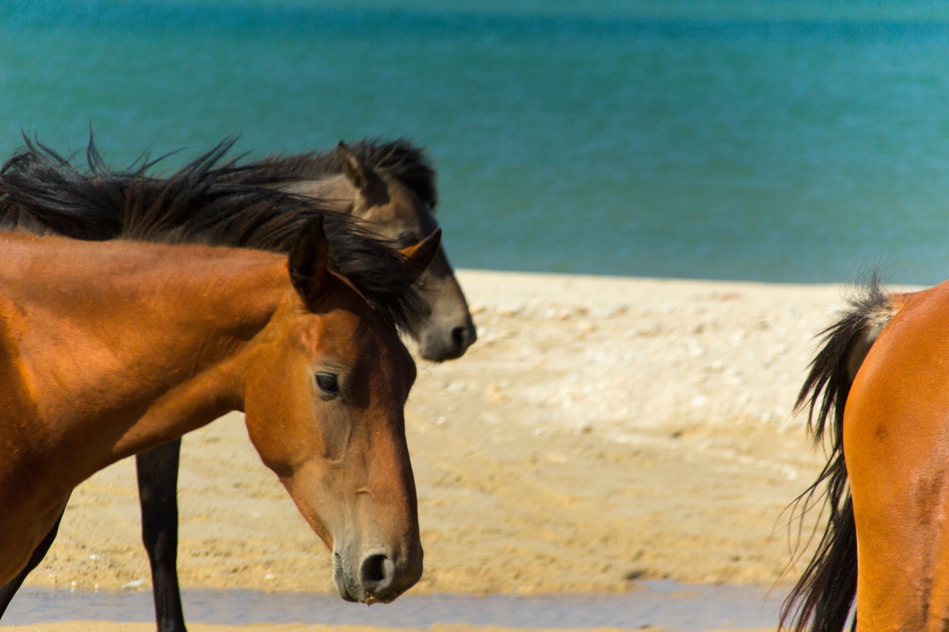 Horses on the beach